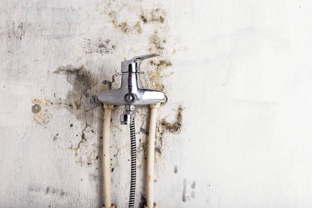 Best Office Mold Removal Services  in West Haven, CT