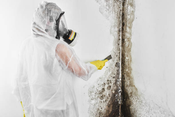 Best Fast Mold Removal  in West Haven, CT