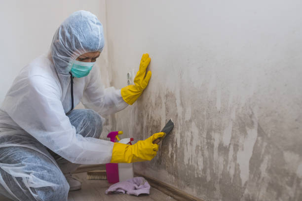 Best Toxic Mold Removal  in West Haven, CT