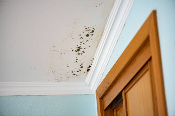 Office Mold Removal Services in West Haven, CT