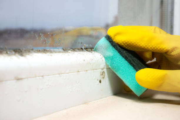 Best Home Mold Removal  in West Haven, CT