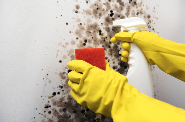 Best Mold Removal Near Me  in West Haven, CT