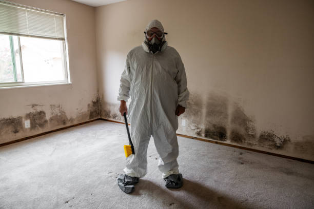 Professional Mold Removal in West Haven, CT