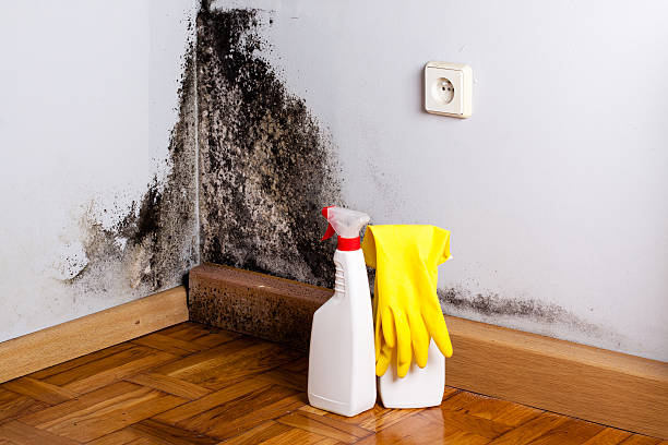 Best Crawl Space Mold Removal  in West Haven, CT