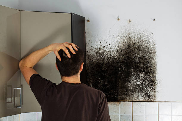 Best Mold Testing  in West Haven, CT