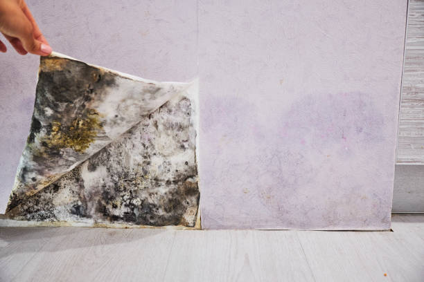 Best Crawl Space Mold Removal  in West Haven, CT